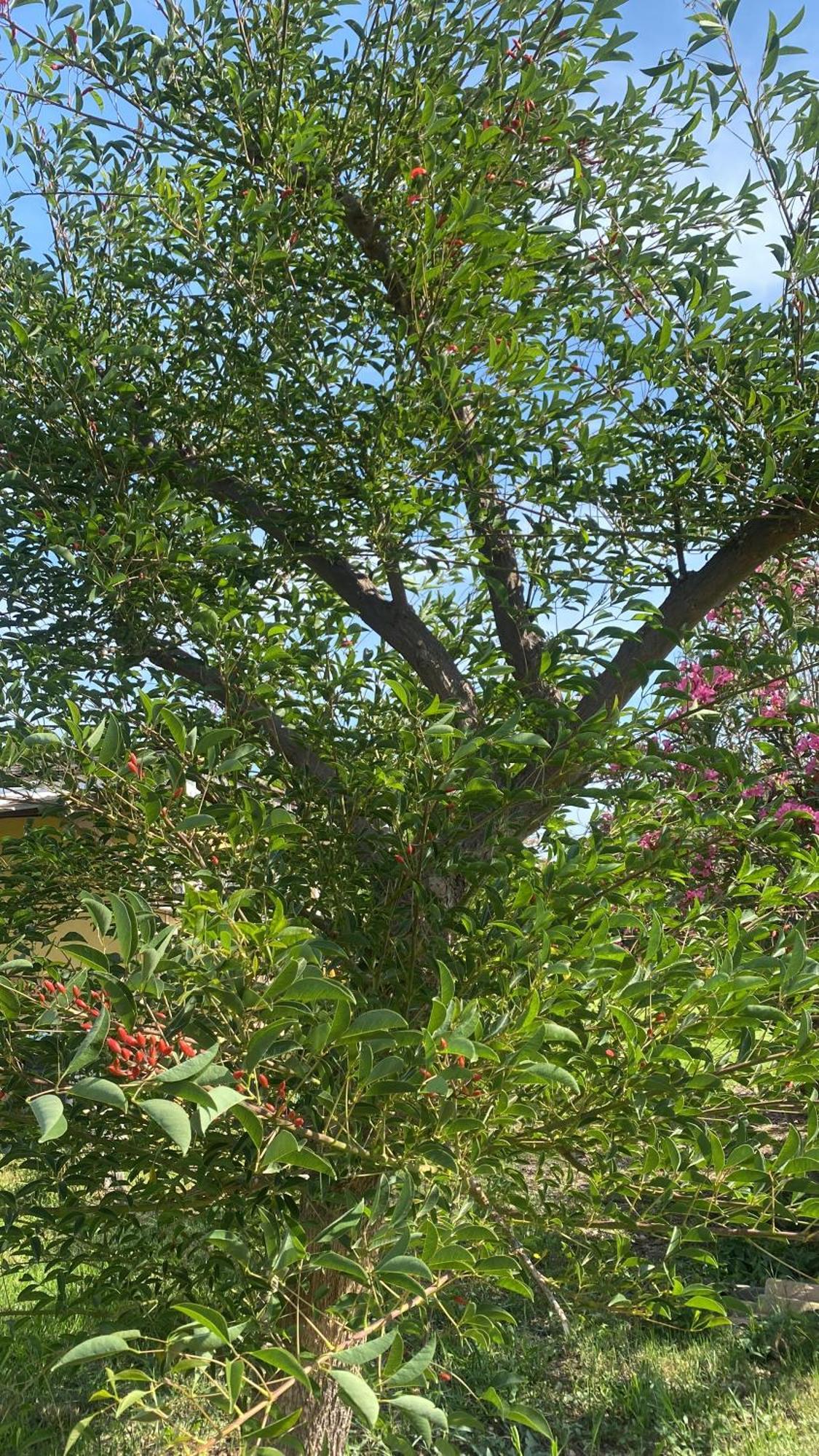Agrib&B Lemontree Garde'N Сиракузы Экстерьер фото