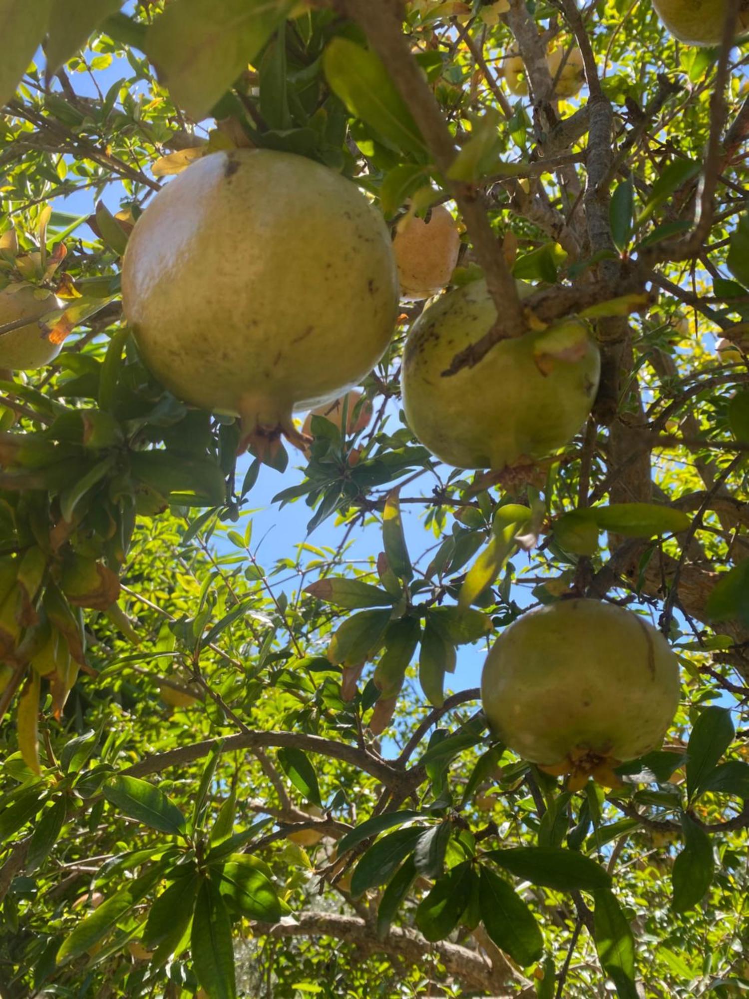 Agrib&B Lemontree Garde'N Сиракузы Экстерьер фото