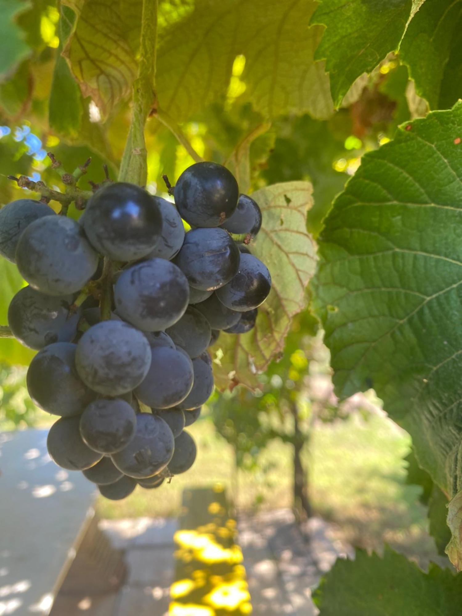 Agrib&B Lemontree Garde'N Сиракузы Экстерьер фото