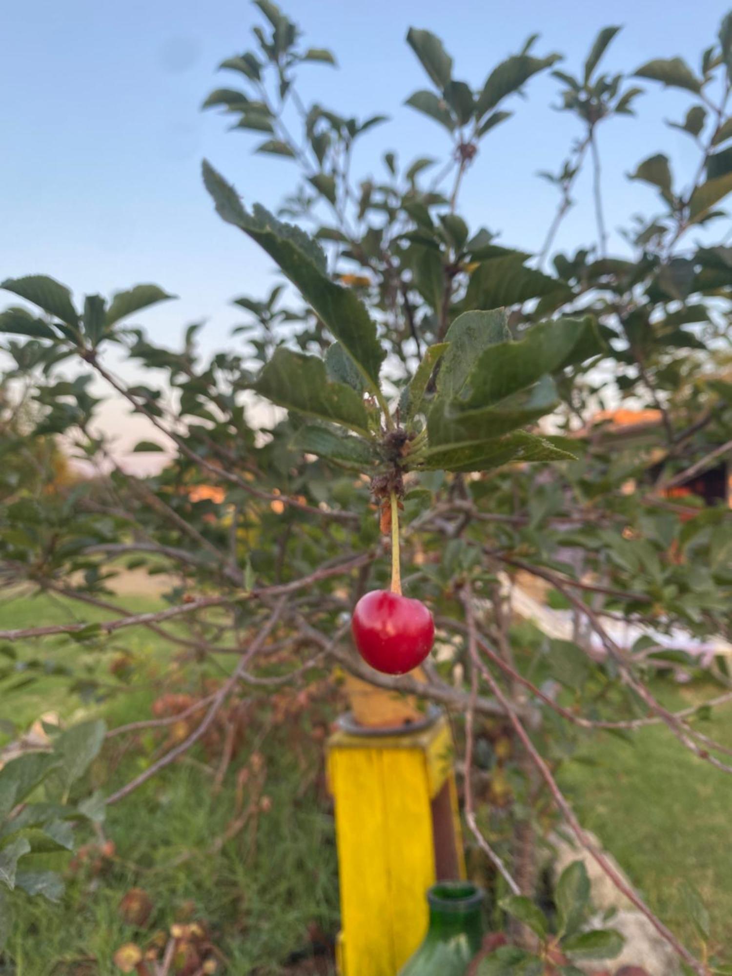 Agrib&B Lemontree Garde'N Сиракузы Экстерьер фото